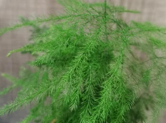 青翠欲滴的意思