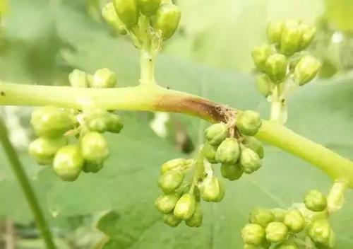 种植葡萄，最常见的三种病害，别搞错了