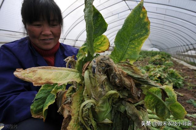 种植瓜果蔬菜，如何解决死苗死棵、烂根烂茎、萎枯猝倒的难题？14