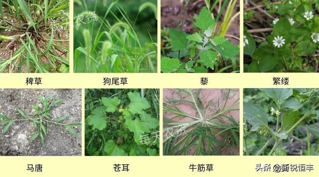 用烟嘧磺隆玉米除草剂之前，先花5分钟看看这1