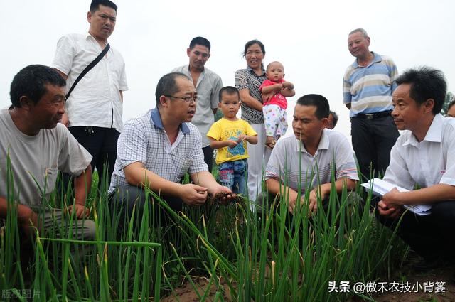 如何种出葱白又长又直、既高产又优质的大葱？抓好这7点7