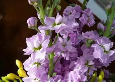 50种浪漫鲜花花语大全 50种浪漫鲜花花语大全（50种浪漫鲜花花语大全图片） 生活