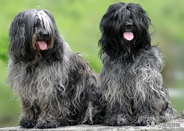 长须牧羊犬 长须牧羊犬（古代长须牧羊犬） 动物