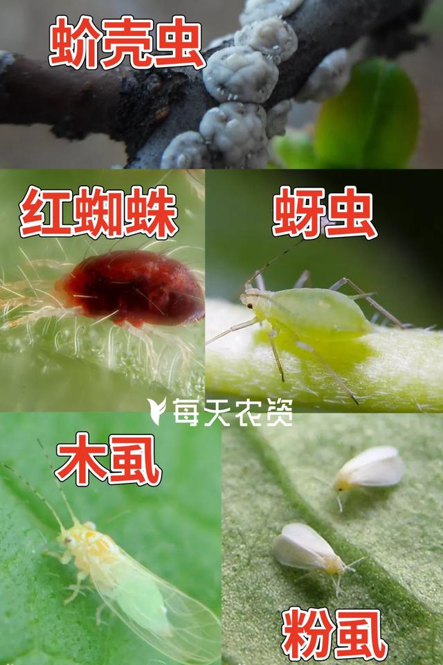 螺虫乙酯【防虫彻底】——3大特性必须了解！2