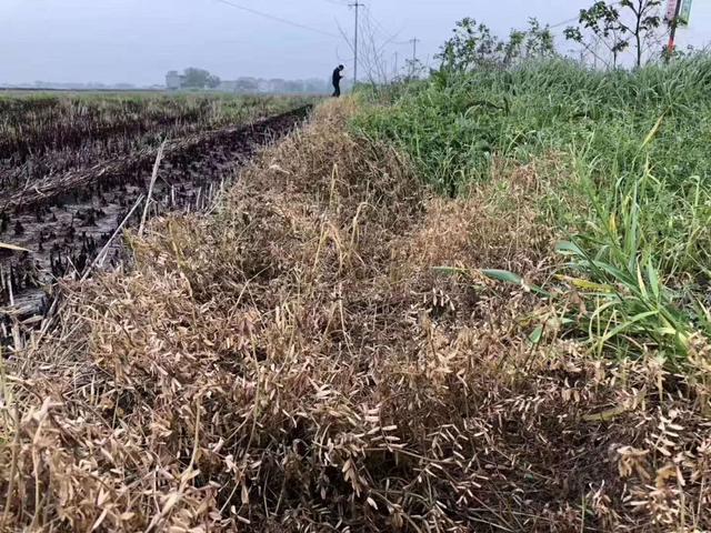 这个除草剂可杀牛筋草、小飞蓬等恶性杂草，农民还可来果园除草