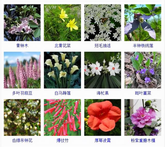 观花植物 观花植物（木本观花植物） 生活