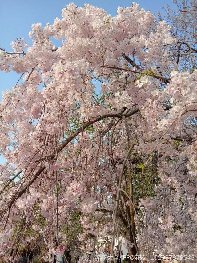 春天开的花有哪些