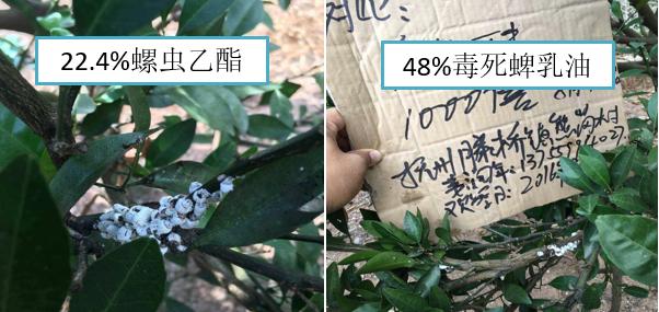 杀扑磷禁用、毒死蜱抗性大，蚧壳虫有蜡质层难打？可试试螺虫乙酯7