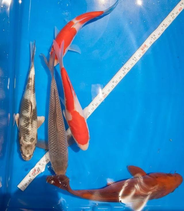 锦鲤池转鼓过滤机图纸