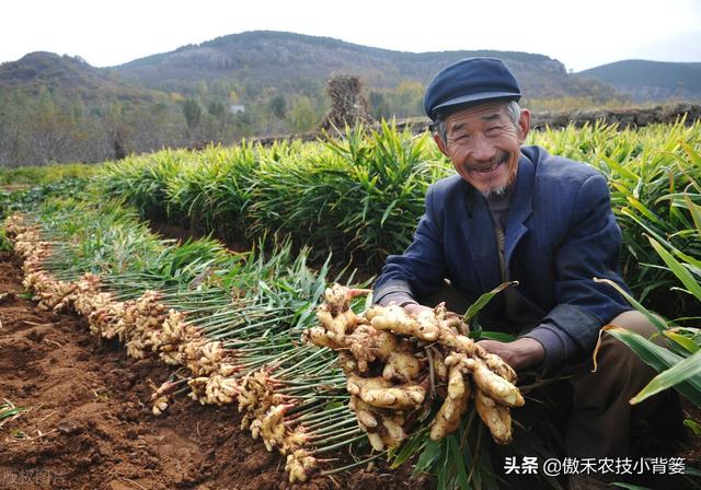 生姜烂脖子病容易烂姜死棵，姜田发病前后综合防治方案看这里2