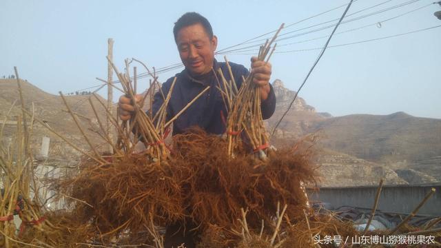 种植猕猴桃绕不过的根腐病，图文展示发病原因以及对应治疗方法10