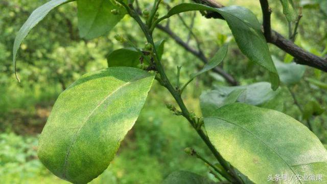 9种常用杀螨剂成分介绍