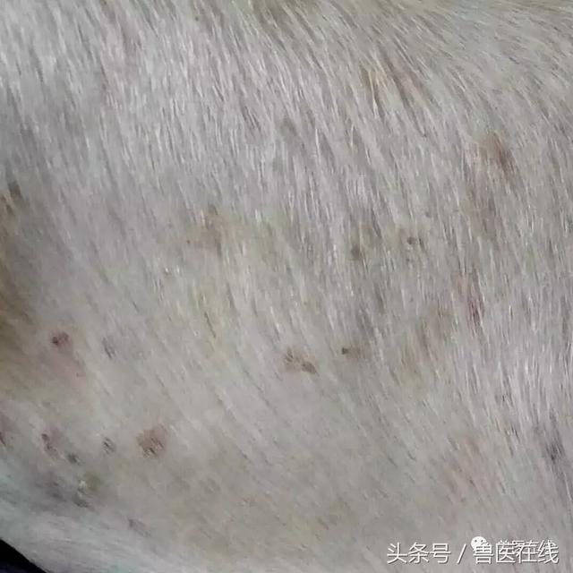 猪得了疥螨病怎么治疗好，猪场老场长给你支招！