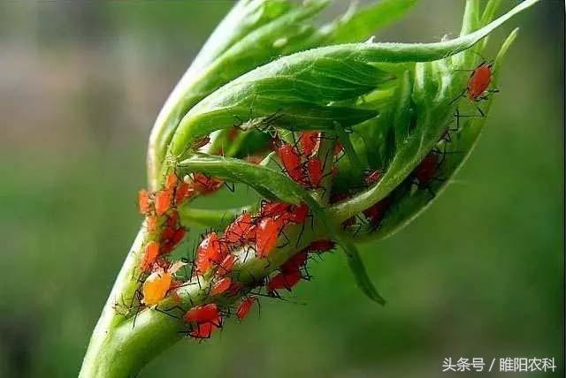 腻虫 腻虫（腻虫学名叫什么） 生活