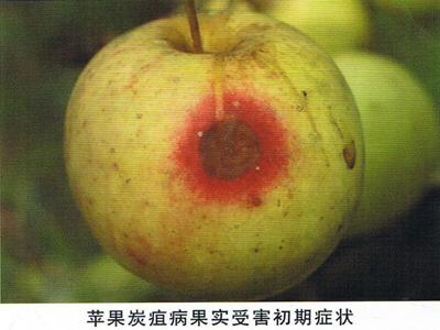 苹果果实病害之—炭疽病