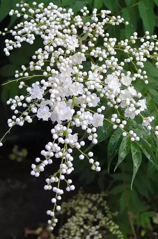 开花的时间