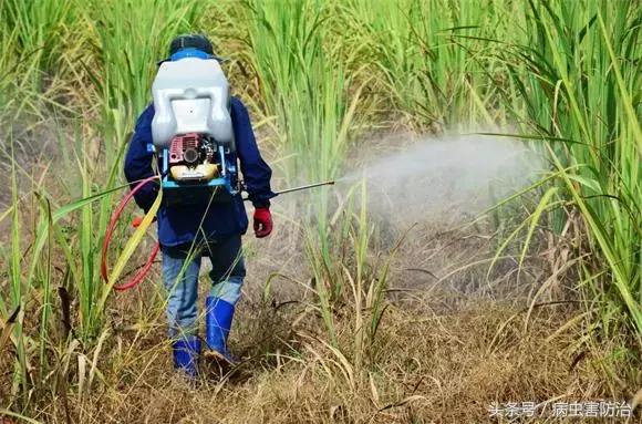 草甘膦怎么用效果最好？