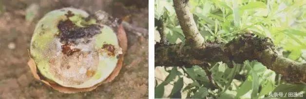 桃树常见生理病害的防治之再植（重茬）病