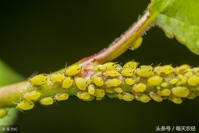 防治桃树蚜虫的几种常见农药