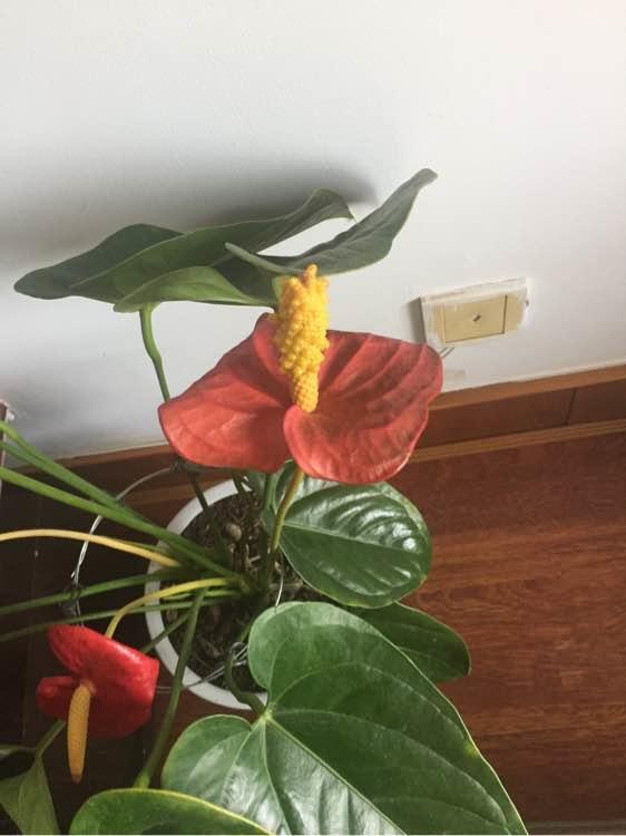 火鹤花有毒吗