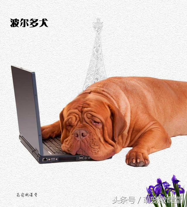 波尔多犬图片