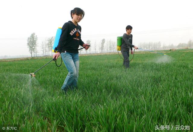 防治小麦白粉病，醚菌酯和戊唑醇哪个效果好？用啥药防效高？4