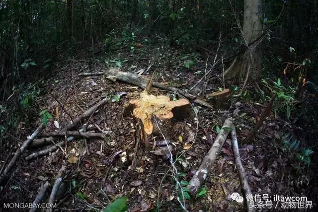 苏门答腊犀牛