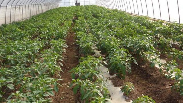 大棚辣椒种植中防治病虫害的措施