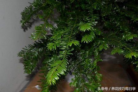 曼地亚红豆杉 曼地亚红豆杉（曼地亚红豆杉图片） 生活