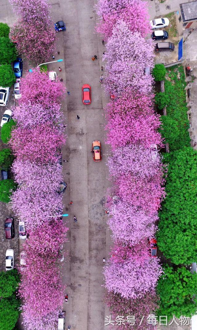 柳州紫荆花螺蛳粉厂「盛开在风雨中的紫荆花」