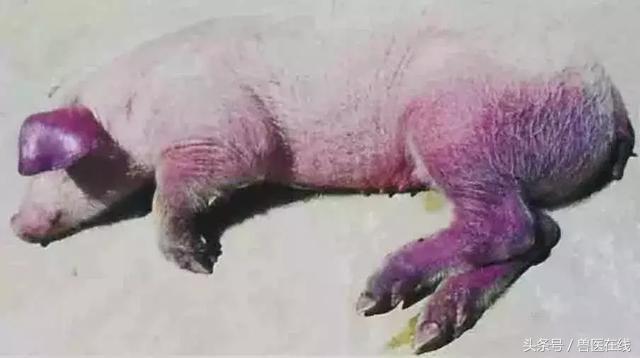 猪弓形体最明显症状 猪弓形体最明显症状（猪弓形体最明显症状图片） 动物