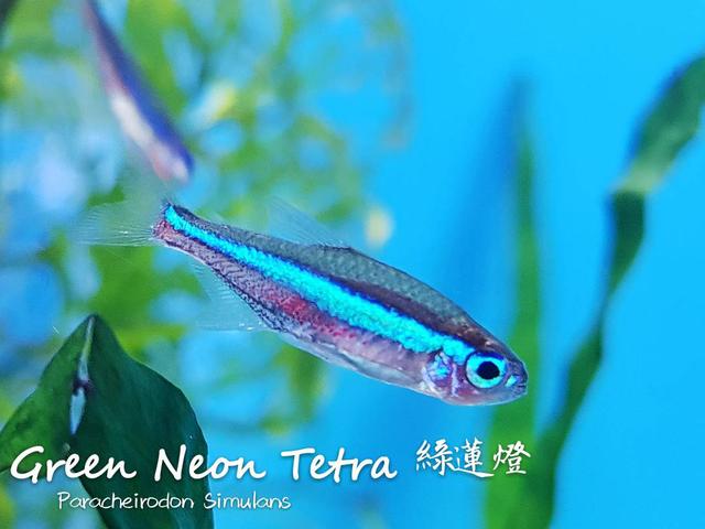热带鱼图片