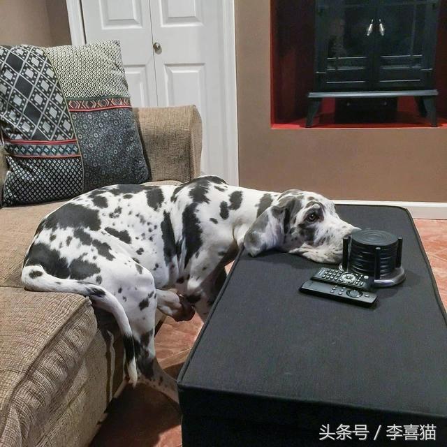 大丹犬性格