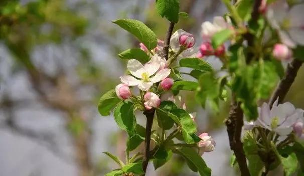 苹果管理花前药究竟何时打，效果最佳？4