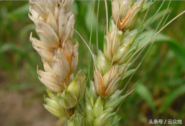 小麦穗期一喷三防怎么防？注意抽穗扬花期注意控制戊唑醇用量！