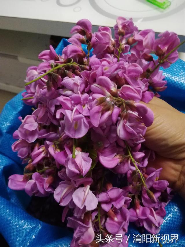 紫色槐花能吃吗 紫色槐花能吃吗（白色槐花能吃吗） 生活