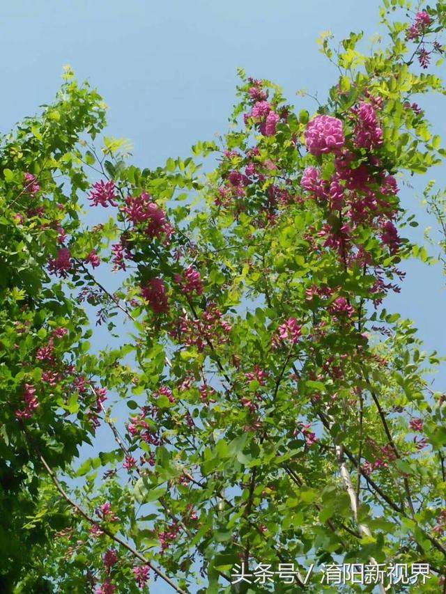 紫色槐花能吃吗 紫色槐花能吃吗（白色槐花能吃吗） 生活