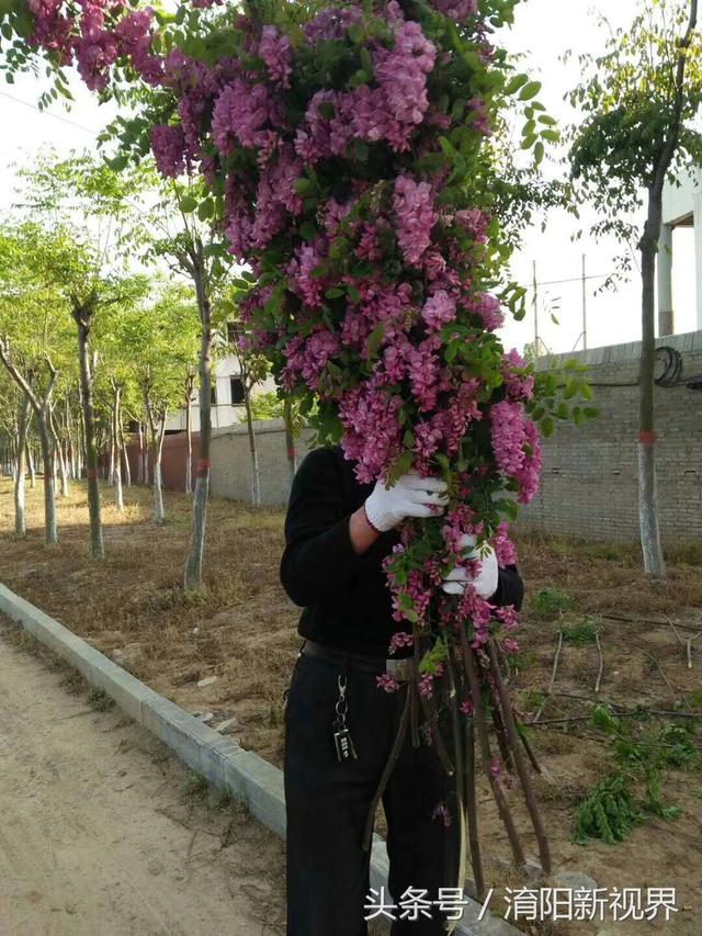紫色槐花能吃吗 紫色槐花能吃吗（白色槐花能吃吗） 生活