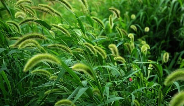 春夏是植物们生长最为繁盛的季节.