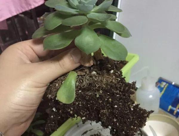 多肉换盆 多肉换盆（多肉换盆后多久晒太阳） 生活