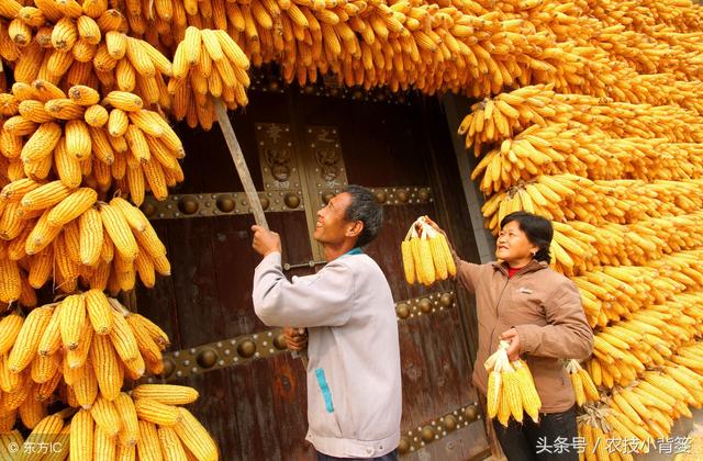 各类作物巧用多效唑，既能促进生长又能大幅增加产量！1