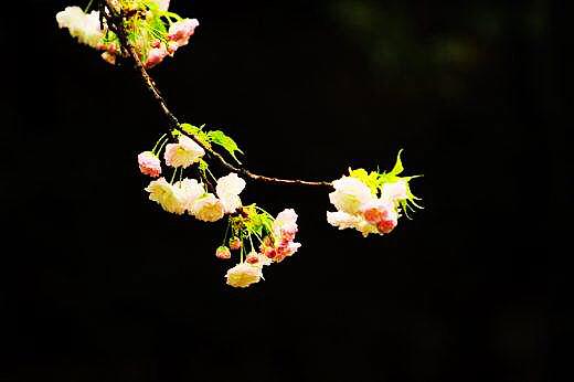 樱花的花语是什么 樱花的花语是什么（红色樱花的花语是什么） 生活