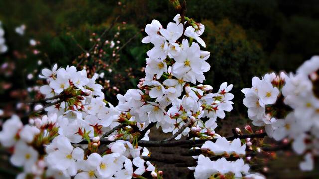 樱花的花语是什么 樱花的花语是什么（红色樱花的花语是什么） 生活