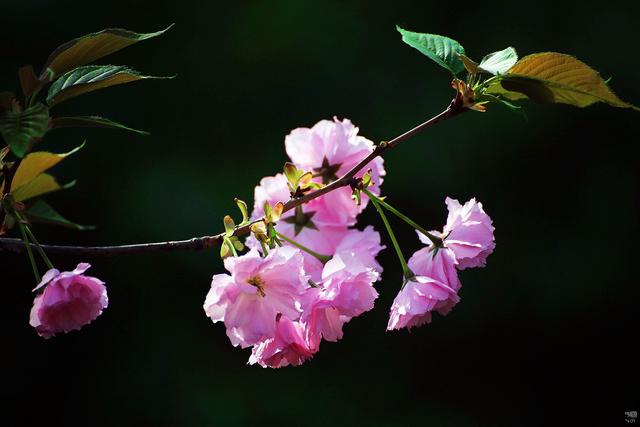 樱花花语