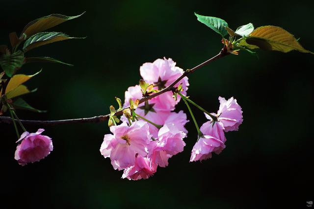 樱花的花语是什么 樱花的花语是什么（红色樱花的花语是什么） 生活