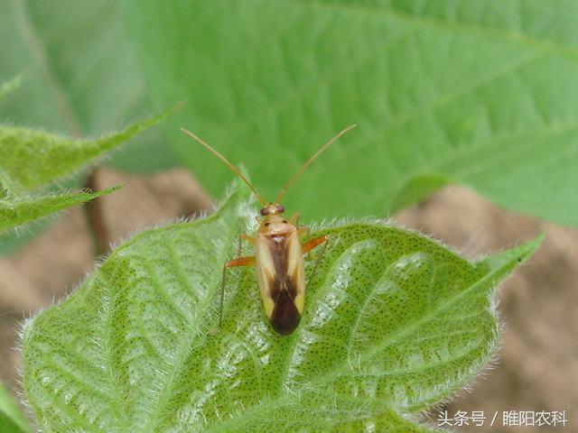 盲蝽象难防治，试试这个药，干净彻底7