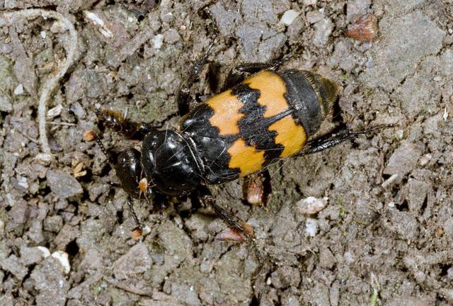 晓书童说给您听(详细内容请收听音频解读或点击文章最后标题处阅读