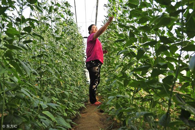 菜豆细菌性斑点病和菜豆炭疽病的诊断与药剂防治技术