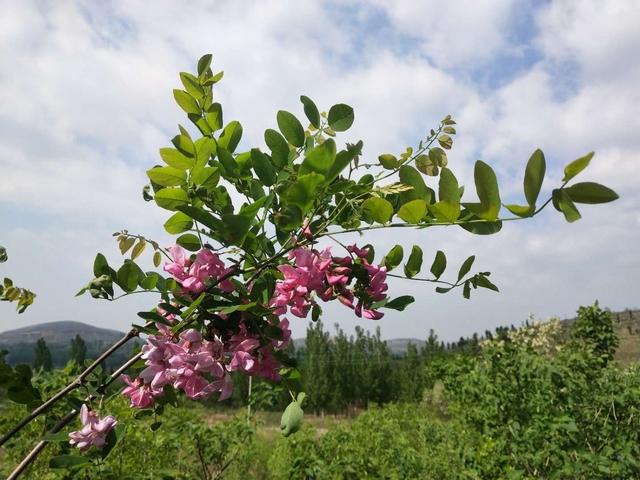 红花槐（红花槐图片）