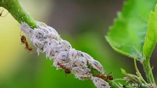 养花的时候注意这6个技巧，就很少能看到粉蚧虫害了5